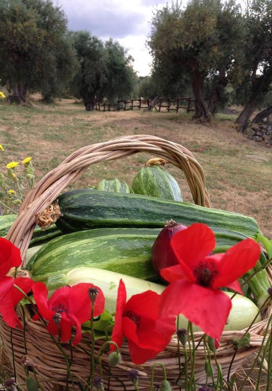 Agriturismo Prati Degli Orti Montiano  Exteriér fotografie